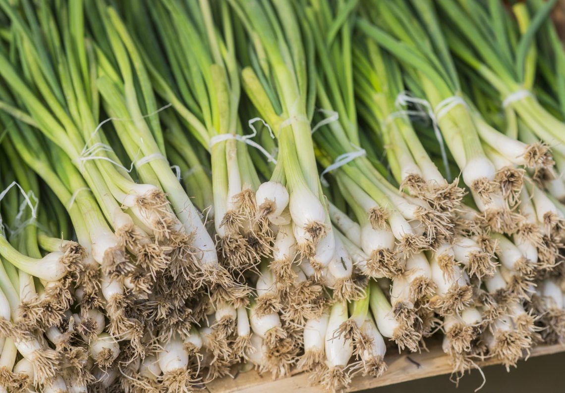 Produktifkan Dana Umat, Wakaf Sukses Investasi Daun Bawang